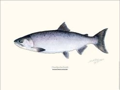 Sakke Yrjölä Coho Salmon 30x40cm Poster