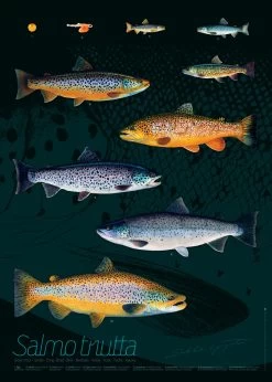 Sakke Yrjölä Trout 50x70cm Poster