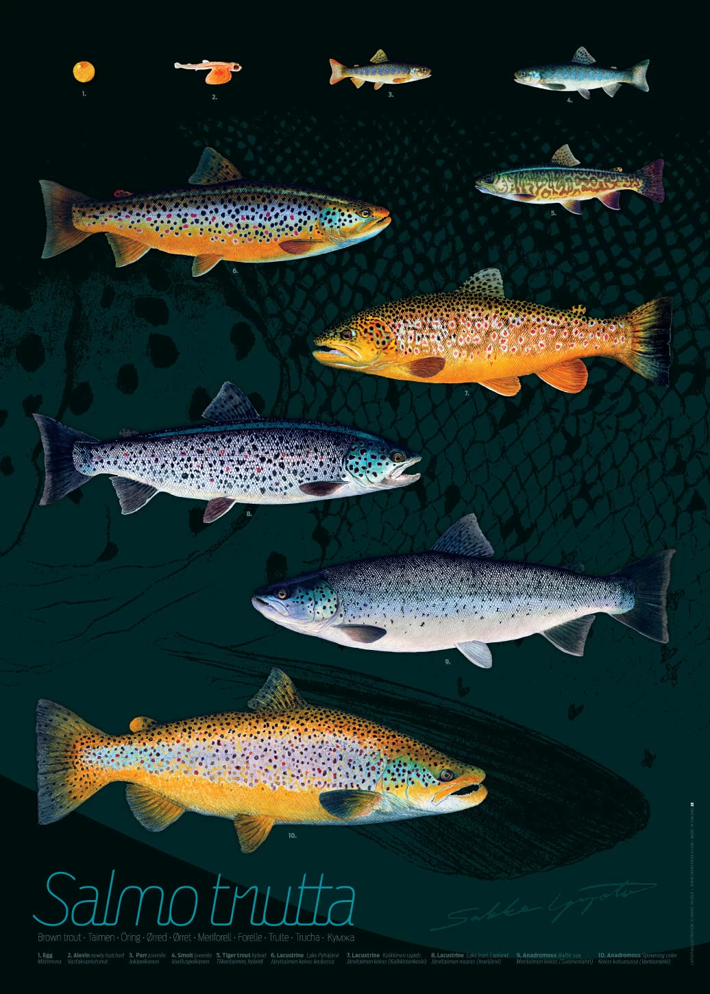 Sakke Yrjölä Trout 50x70cm Poster 3 Sakke Yrjölä Trout 50x70cm Poster
