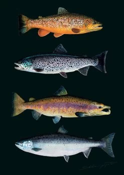 Sakke Yrjölä Trout And Salmon A4 Card