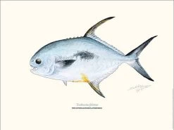 Sakke Yrjölä Permit 30x40cm Poster