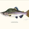 Sakke Yrjölä Pink Salmon 30x40cm Poster -Angler's Advantage Shop 28bea350 3d50 46b6 8af1 d25120e0be2f