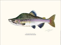 Sakke Yrjölä Pink Salmon 30x40cm Poster