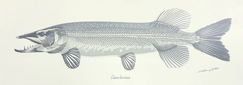 Sakke Yrjölä Pike Skeleton (Esox Lucius) Poster White 3 Sakke Yrjölä Pike Skeleton (Esox Lucius) Poster White