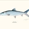 Bonefish 30x40cm Poster 1 Bonefish 30x40cm Poster -Angler's Advantage Shop 3fc1903f e6d2 4a82 8b63 da3b640c8968
