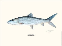 Bonefish 30x40cm Poster