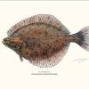 Sakke Yrjölä Flounder Poster -Angler's Advantage Shop 4038afb4 86ba 451d 8447 49f978b38040