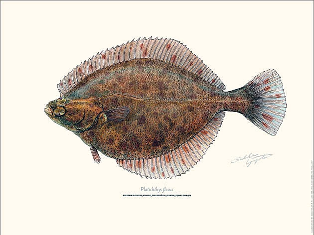 Sakke Yrjölä Flounder Poster 3 Sakke Yrjölä Flounder Poster