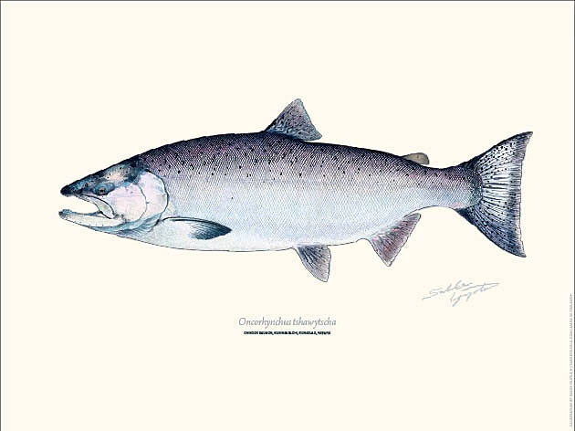 Sakke Yrjölä Chinook Salmon 30x40cm Poster 3 Sakke Yrjölä Chinook Salmon 30x40cm Poster