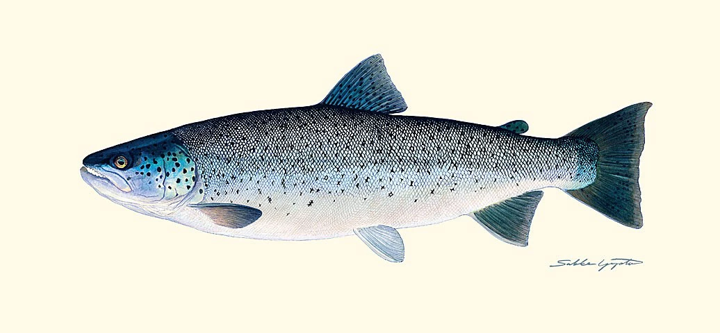 Sakke Yrjölä Trout Poster 3 Sakke Yrjölä Trout Poster