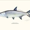 Sakke Yrjölä Atlantic Tarpon 30x40cm Poster