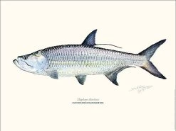 Sakke Yrjölä Atlantic Tarpon 30x40cm Poster