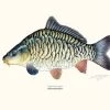 Sakke Yrjölä Carp Poster -Angler's Advantage Shop 88d24e07 f7eb 4694 b19c ee8720c2cee4