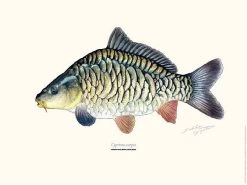 Sakke Yrjölä Carp Poster