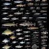 Sakke Yrjölä Fishes Of Finland 50x70cm Poster, Black -Angler's Advantage Shop 928e2462 2d56 4efe 924b 09d1eb378d00
