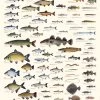 Sakke Yrjölä The Fishes Of Finland Poster -Angler's Advantage Shop 9f65d6c6 8af4 4856 aec7 d436677e6fd5
