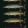 Pike Variations In Finland Poster -Angler's Advantage Shop a5c289f9 f9f4 49ad 962a 9e0eb9756de9