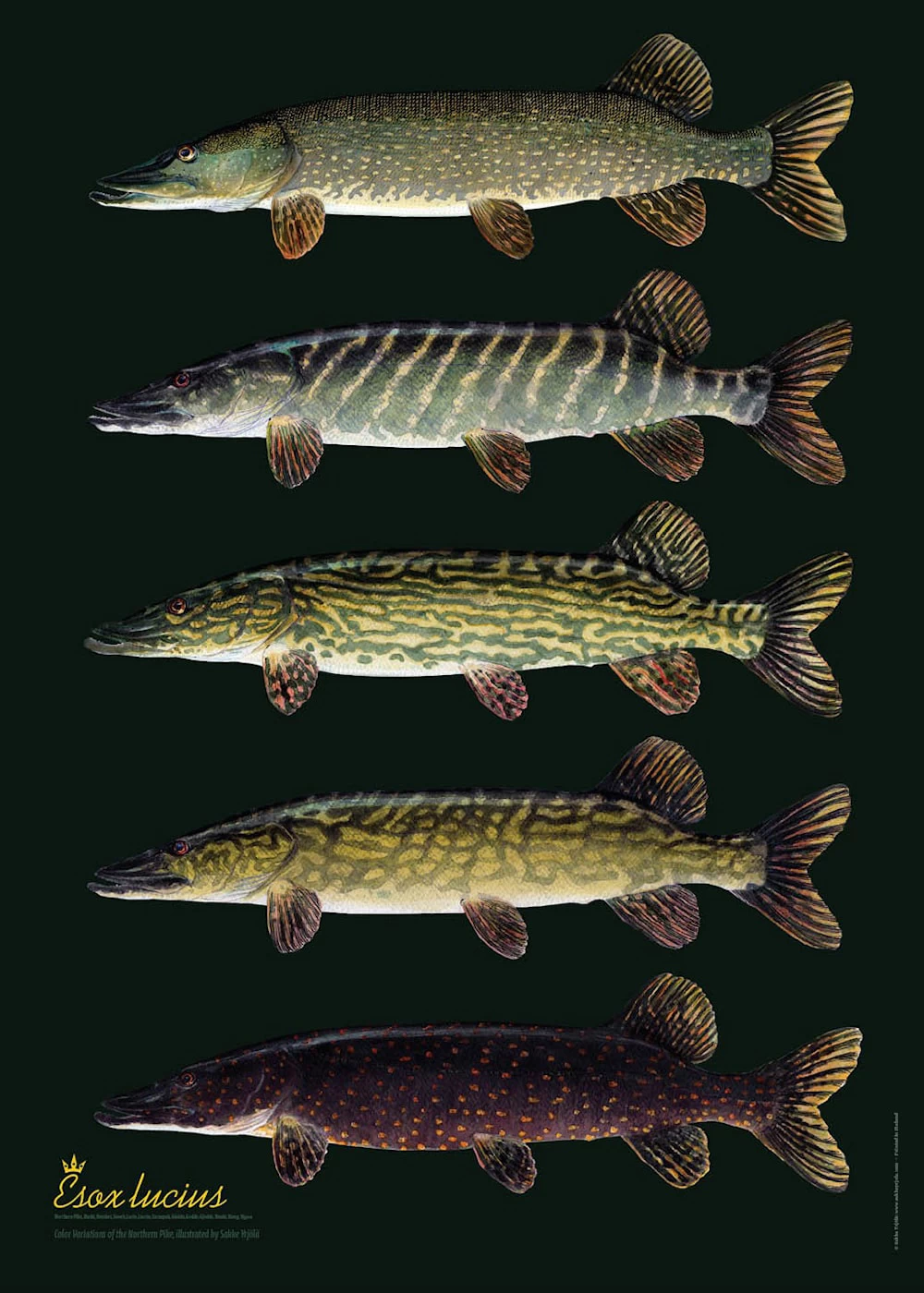 Pike Variations In Finland Poster 3 Pike Variations In Finland Poster