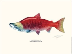 Sakke Yrjölä Sockeye Salmon 30x40cm Poster