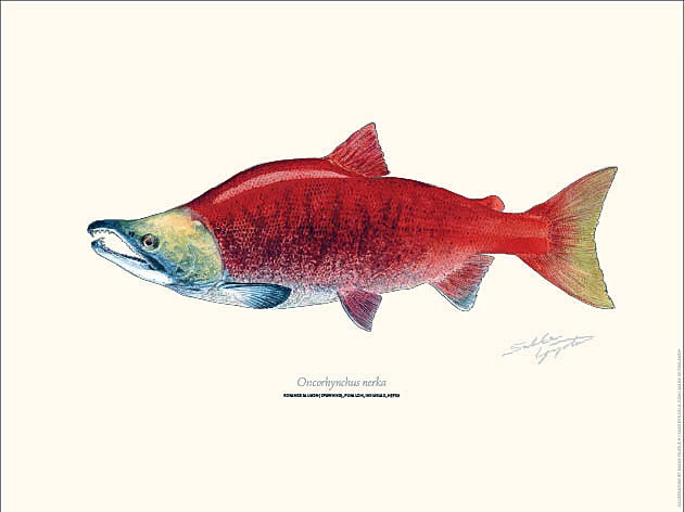 Sakke Yrjölä Sockeye Salmon 30x40cm Poster 3 Sakke Yrjölä Sockeye Salmon 30x40cm Poster