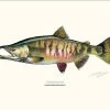 Sakke Yrjölä Chum Salmon 30x40cm Poster -Angler's Advantage Shop c9162724 a0d1 4145 9872 0ec553f3d285