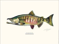 Sakke Yrjölä Chum Salmon 30x40cm Poster