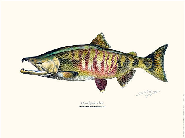 Sakke Yrjölä Chum Salmon 30x40cm Poster 3 Sakke Yrjölä Chum Salmon 30x40cm Poster