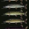 Sakke Yrjölä Northern Pike Esox Lucius A4 Card 1 Sakke Yrjölä Northern Pike Esox Lucius A4 Card -Angler's Advantage Shop e1477e77 ed48 43e9 b146 06684fbb4bac